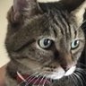 サスケの母ちゃん's profile picture