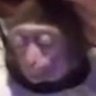 Mauricio Gustavo's profile picture