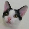 九貓人生 Cat's slave. profil fotoğrafı