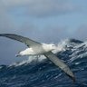 Albatross⚓🏴☠️ profil fotoğrafı