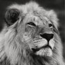 شلش's profile picture