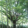 takinosawa 的头像