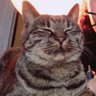 さや's profile picture