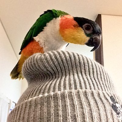 ピーチ子's profile picture