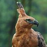 Jaya Sakti's profile picture