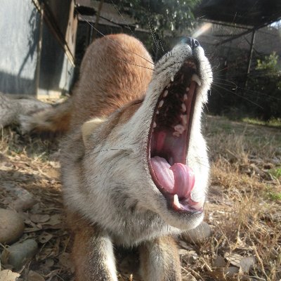 VulpesPerson's profile picture