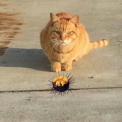 karaneko12's profile picture