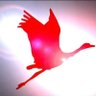 Allı Turna's profile picture