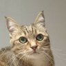 えじ's profile picture