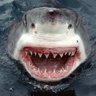 BFisch's profile picture