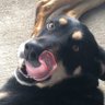 My dogs r beast's profile picture
