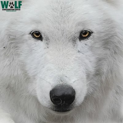 Wolf Conservation Center 🐺's profile picture