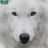 Profilbild von Wolf Conservation Center 🐺