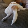 🇺🇸LucyDWigglebutt🇺🇸's profile picture