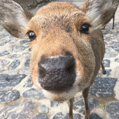 奈良ならでは's profile picture