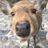 奈良ならでは profil fotoğrafı