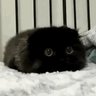 Sara🐱's profile picture