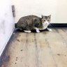 もずく🐈⬛ 的头像