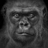 Profilbild von Yosho