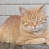 Profilbild von 猫の下僕