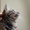 てい profil fotoğrafı