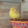 Hmdan Hmdan profil fotoğrafı