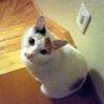 saku's profile picture