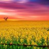 hSerin profil fotoğrafı