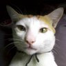 Profilbild von Elanto Wijoyono