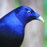 bowerbird@aus.social profil fotoğrafı