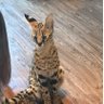 Фото профиля 生サーバルちゃん
