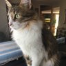 Фото профиля MozartTheCat