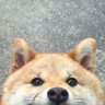 Фото профиля 柴犬【しばいぬ】