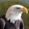 Norfolk Eagle's profile picture