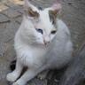 Profilbild von しろねこ