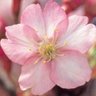 Profilbild von 桜さくら🌸