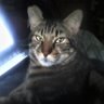 jose (formerepublicn) 4 profil fotoğrafı