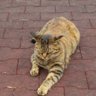 Profilbild von ムツヒロ