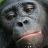 Crypto Bonobo VNR's profile picture