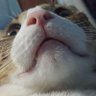 Spoopy McAwesome's profile picture