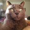 Stasi Apple's profile picture