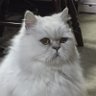 Profilbild von ですのば