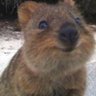 Quokky profil fotoğrafı
