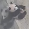 pandakopanda 的头像