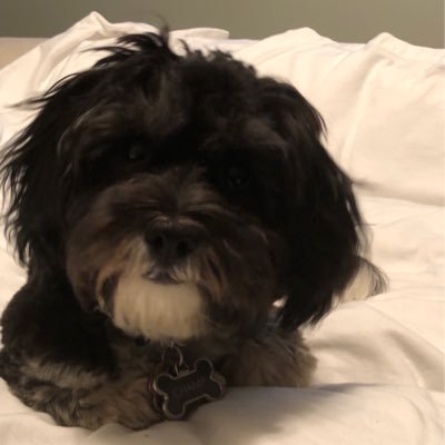 ChampStaley's profile picture
