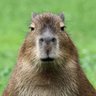 Profilbild von Anton Bonnet