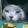 Фото профиля 会長くまちよ(飼主:世堕）