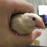 赤ちゃん(七原くんまとめ) 的头像