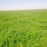 Фото профиля بدر العفيش
