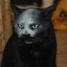 猫まんじやー profil fotoğrafı